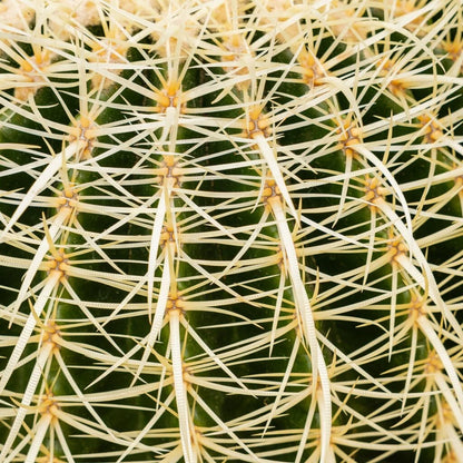 Golden Barrel Cactus (Echinocactus grusonii) – Easy Care Live Cactus in Nursery Pot