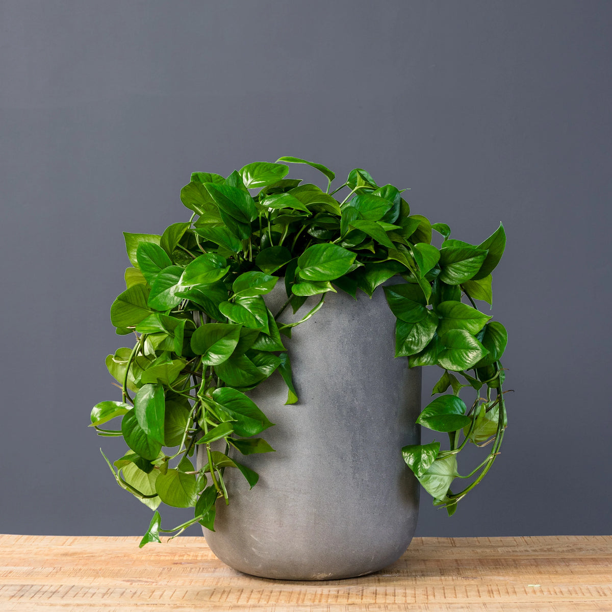 Green Jade Pothos with glossy heart-shaped trailing leaves