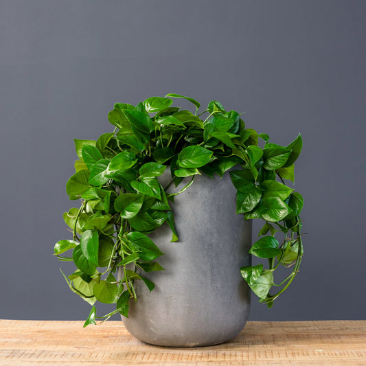 Green Jade Pothos with glossy heart-shaped trailing leaves
