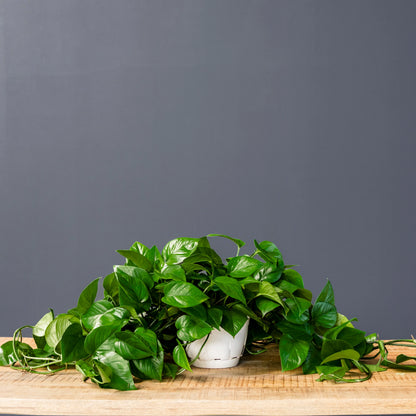 Green Jade Pothos – Live Trailing Houseplant in 8-Inch Grow Pot