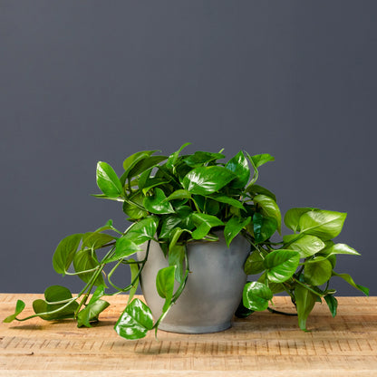 Green Jade Pothos – Live Trailing Houseplant in 8-Inch Grow Pot