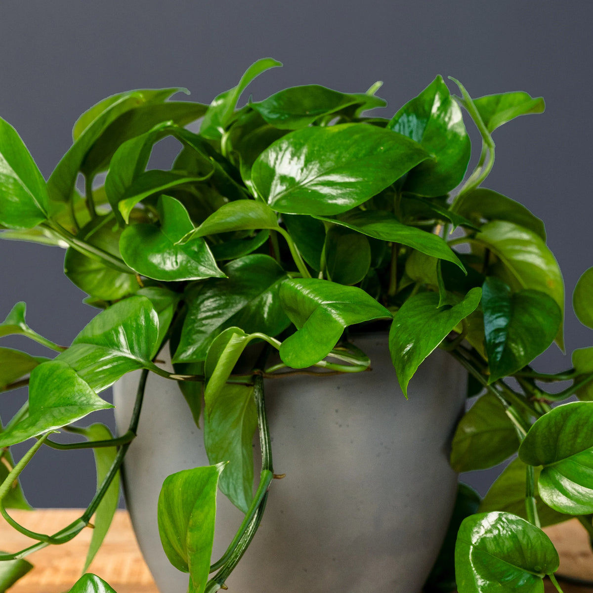 Green Jade Pothos – Live Trailing Houseplant in 8-Inch Grow Pot