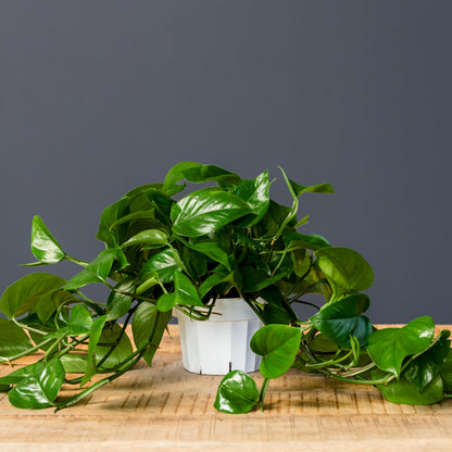 Green Jade Pothos – Live Trailing Houseplant in 8-Inch Grow Pot
