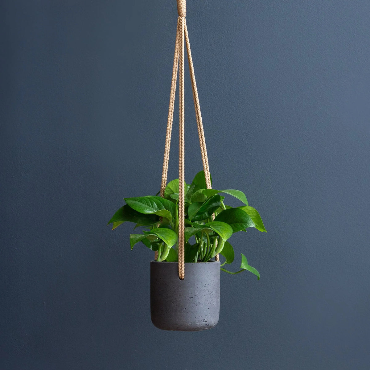 Green Jade Pothos – Live Trailing Houseplant in 8-Inch Grow Pot