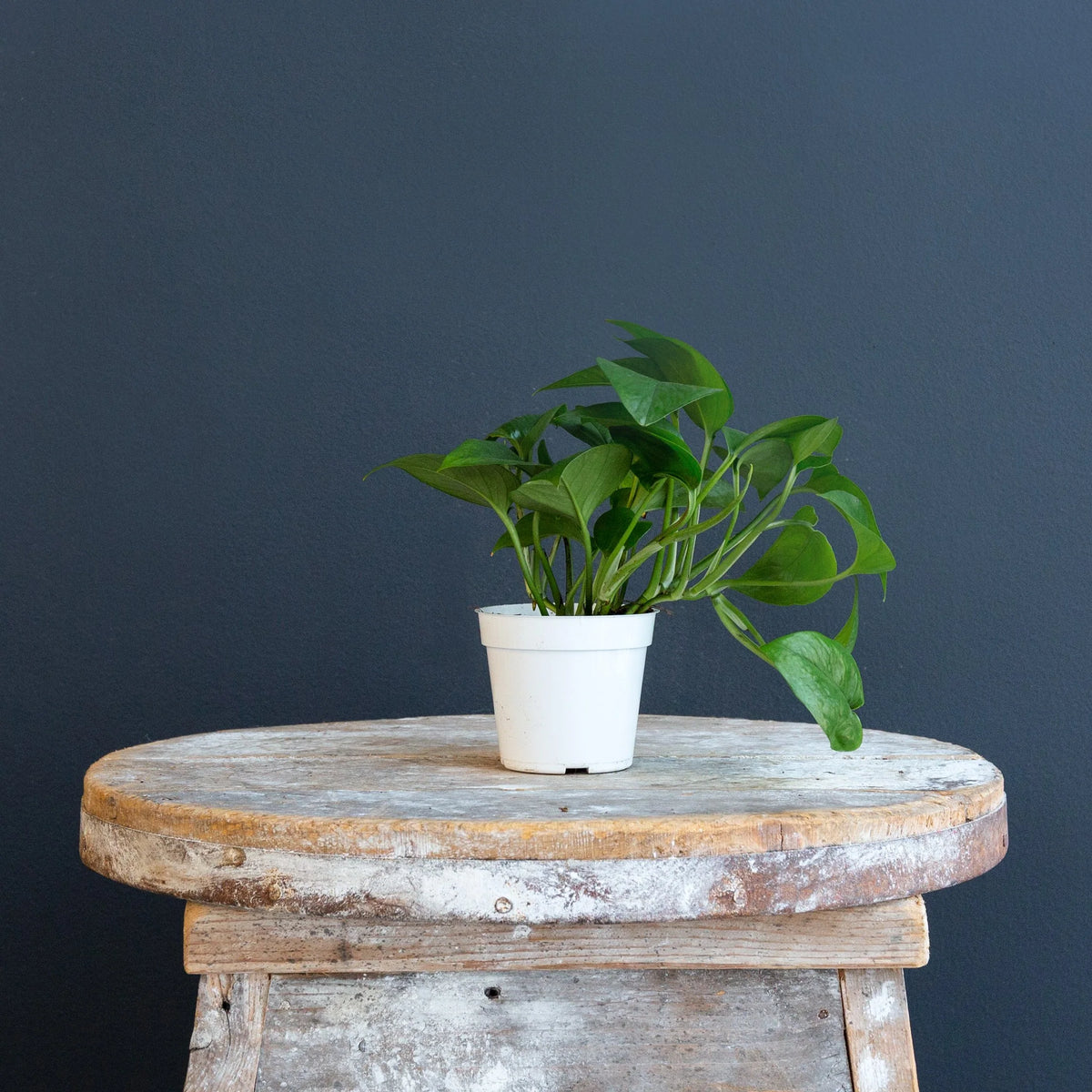 Green Jade Pothos – Live Trailing Houseplant in 8-Inch Grow Pot