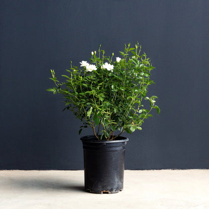 Iceberg Rose (Rosa 'KORbin') Live Plant – 5 Gal Grow Pot White Blooming Bush for Outdoor Gardens