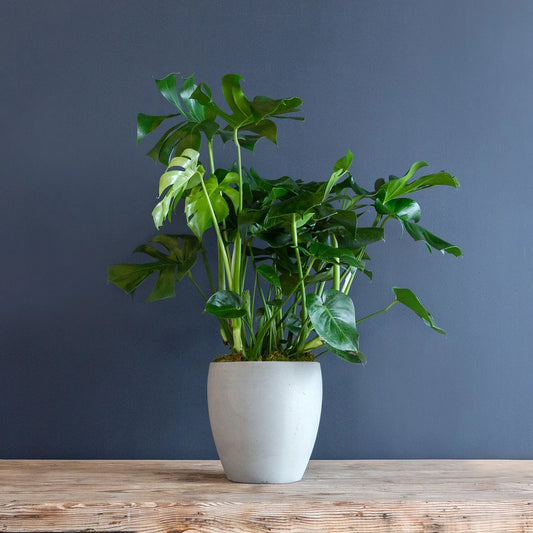 Monstera deliciosa split leaf plant with glossy green foliage
