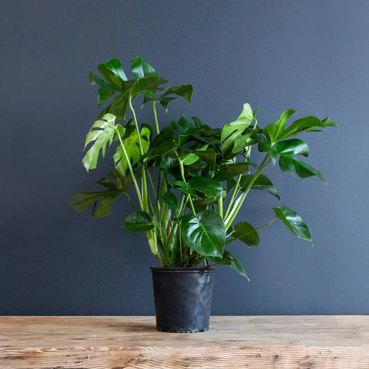 Monstera Deliciosa Live Plant - Split Leaf Easy Care Houseplant