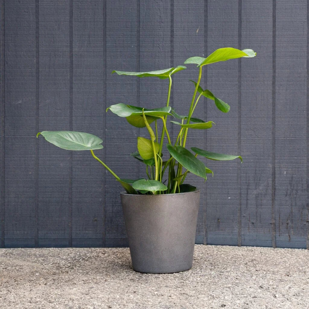 Monstera Deliciosa Live Plant - Split Leaf Easy Care Houseplant