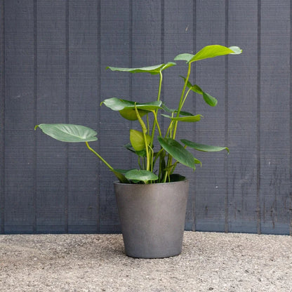 Monstera Deliciosa Live Plant - Split Leaf Easy Care Houseplant