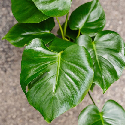 Monstera Deliciosa Live Plant - Split Leaf Easy Care Houseplant