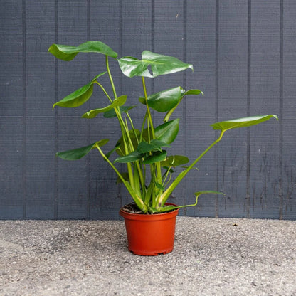 Monstera Deliciosa Live Plant - Split Leaf Easy Care Houseplant