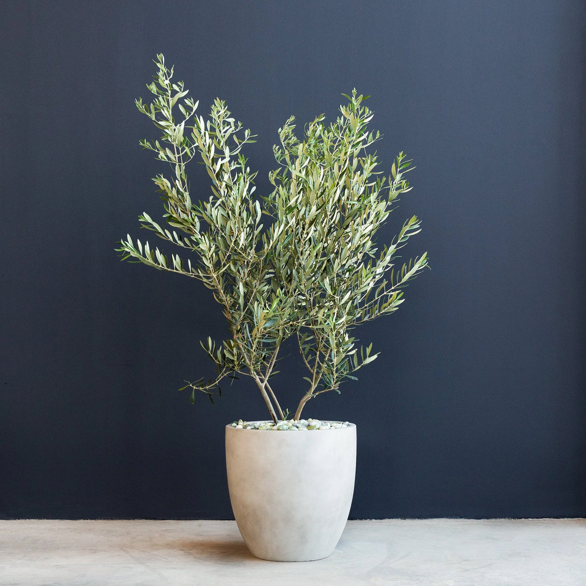 Silvery green olive tree in nursery grow pot