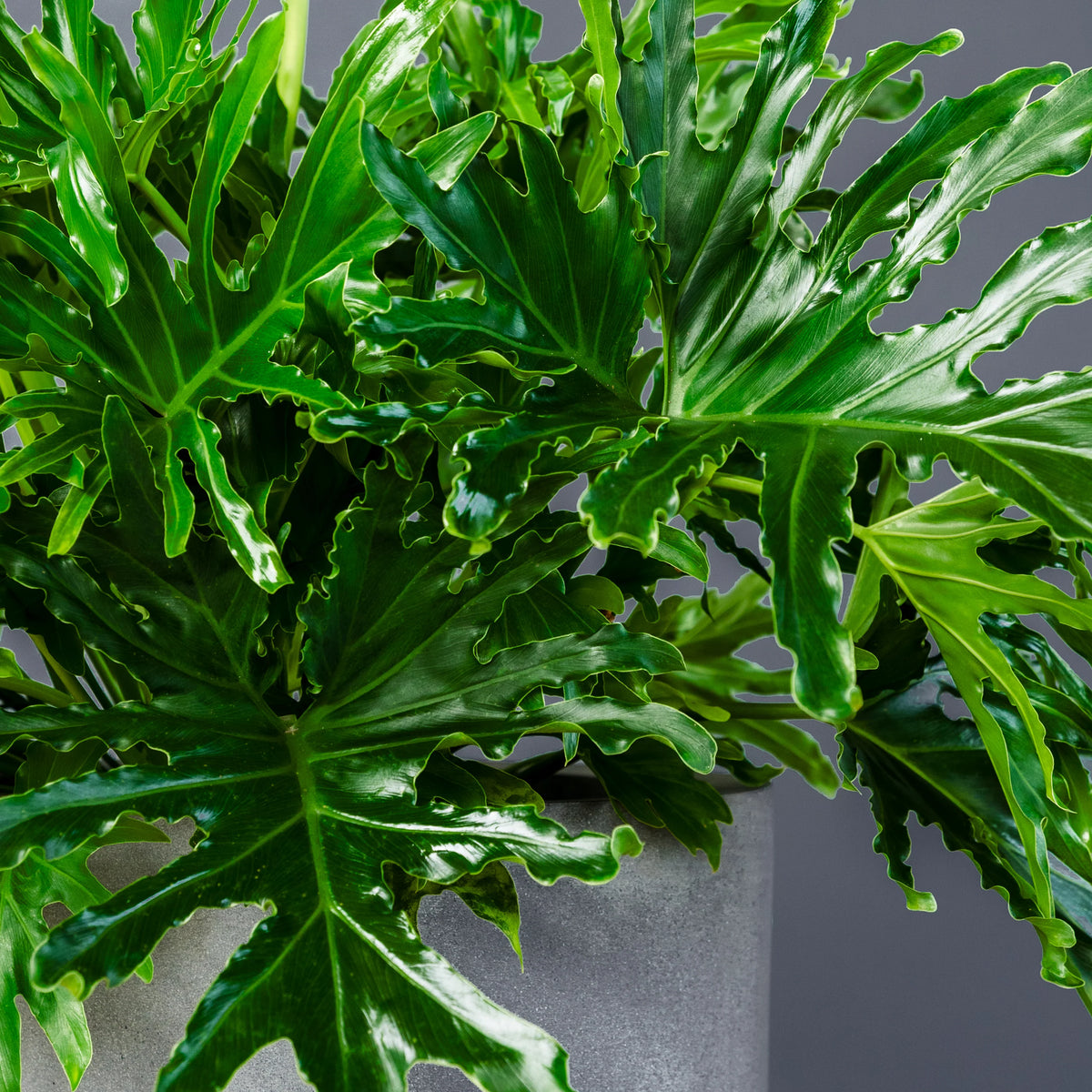 Philodendron Lickety Split Live Houseplant in 8-Inch Grow Pot – Easy Care Serrated Foliage