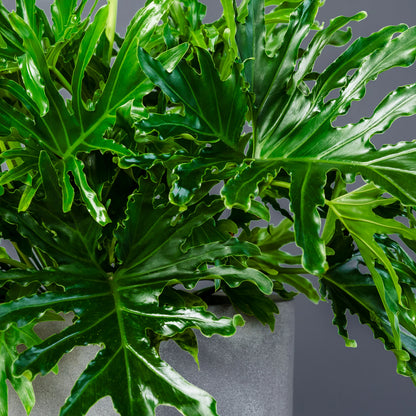 Philodendron Lickety Split Live Houseplant in 8-Inch Grow Pot – Easy Care Serrated Foliage