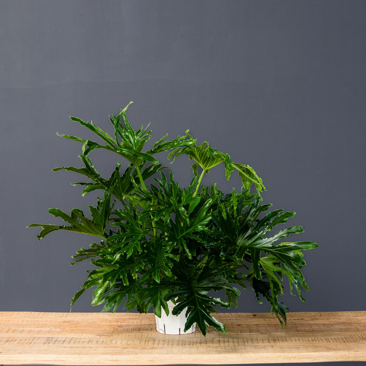 Philodendron Lickety Split live plant with glossy serrated green leaves