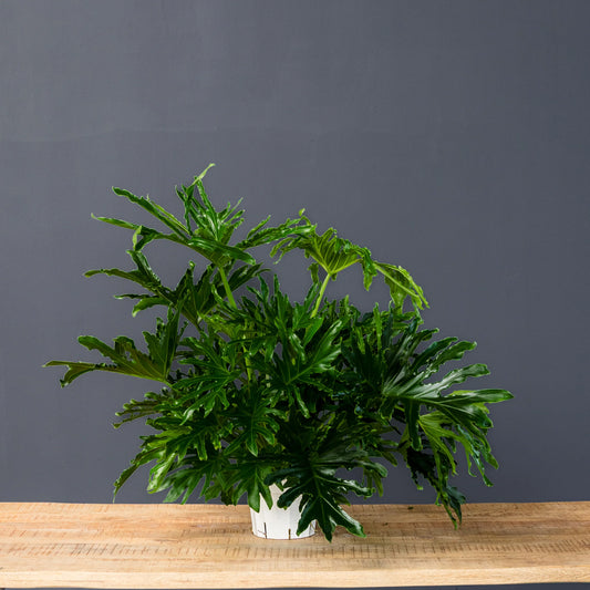 Philodendron Lickety Split live plant with glossy serrated green leaves