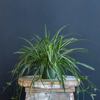 Reverse Spider Plant with arching green and yellow variegated trailing leaves