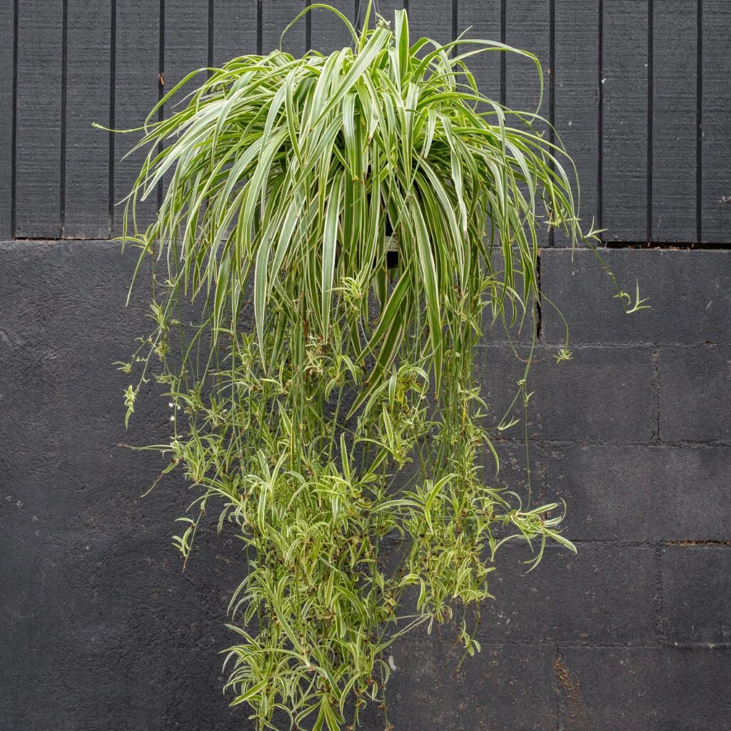 Reverse Spider Plant (Chlorophytum) – Easy Care Live Houseplant in Grow Pot