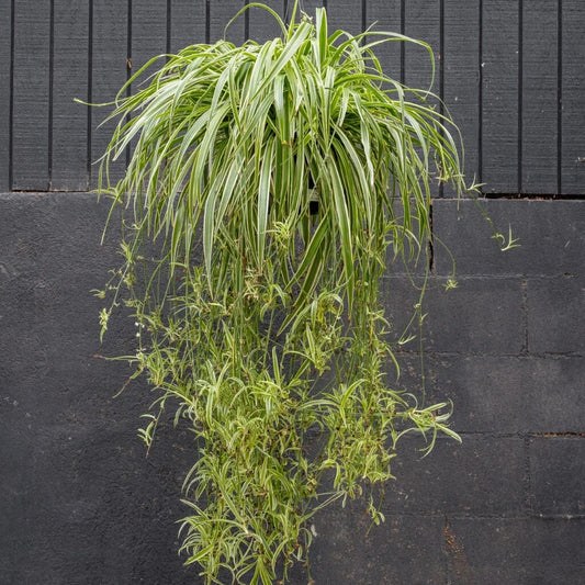 Reverse Spider Plant (Chlorophytum) – Easy Care Live Houseplant in Grow Pot