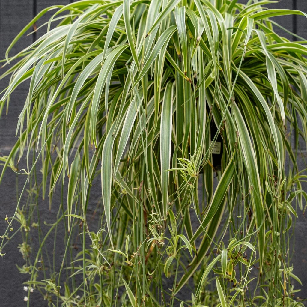 Reverse Spider Plant (Chlorophytum) – Easy Care Live Houseplant in Grow Pot