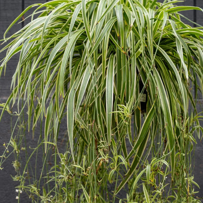 Reverse Spider Plant (Chlorophytum) – Easy Care Live Houseplant in Grow Pot