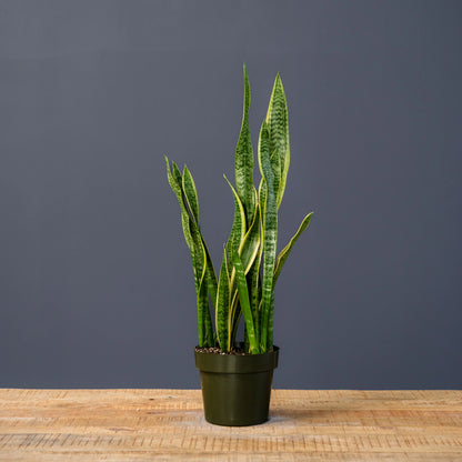 Snake Plant Laurentii – Easy Care Live Houseplant in Nursery Pot
