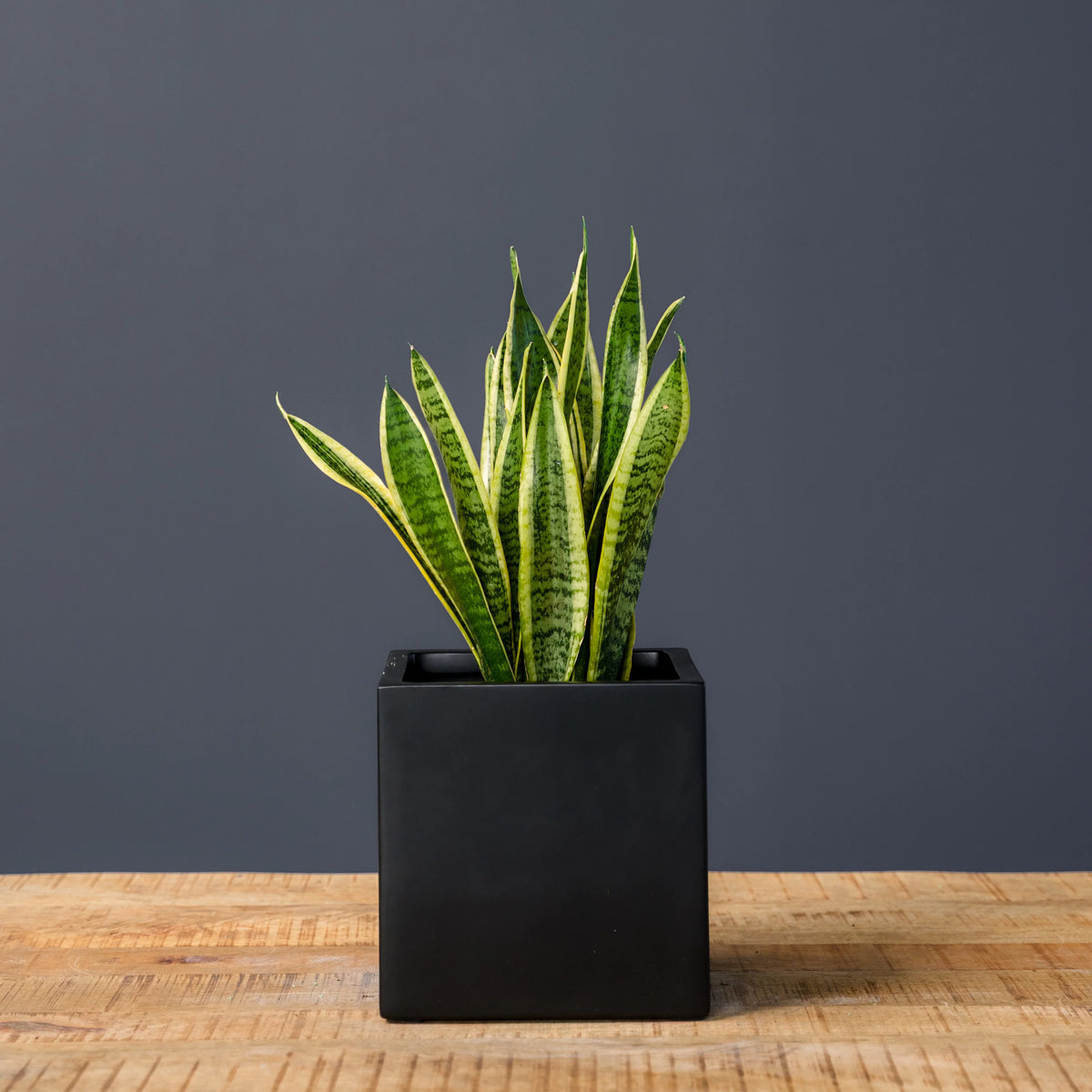 Snake Plant Laurentii – Easy Care Live Houseplant in Nursery Pot