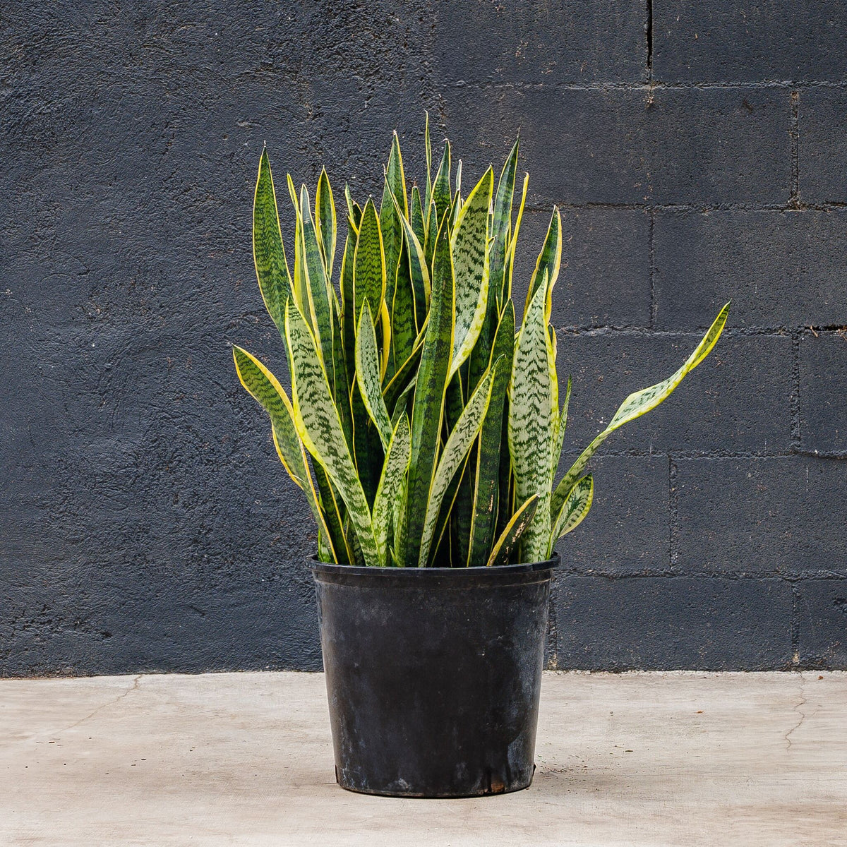 Snake Plant Laurentii with upright yellow-edged leaves