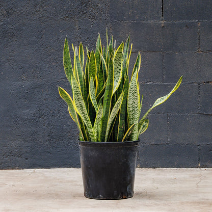 Snake Plant Laurentii with upright yellow-edged leaves